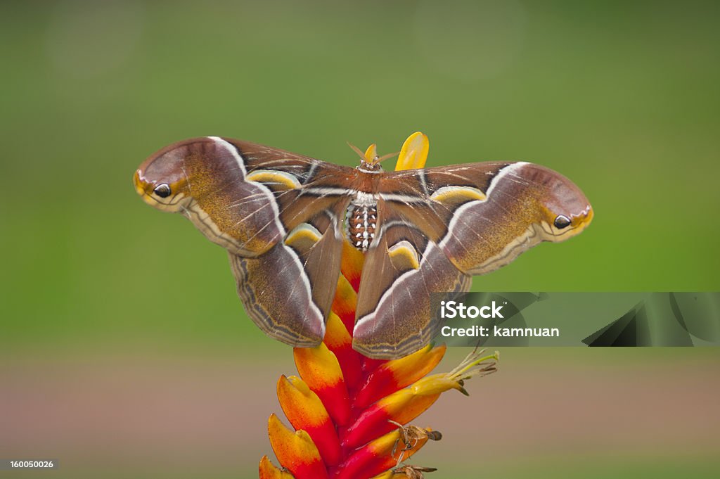 Attacus atlas - 로열티 프리 곤충 스톡 사진