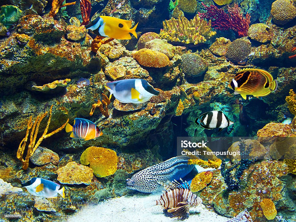 Bunte und lebendige aquarium leben - Lizenzfrei Aquatisches Lebewesen Stock-Foto