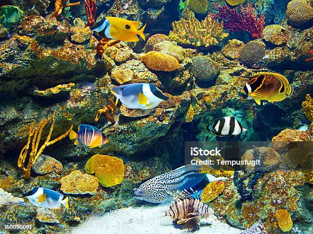 Bunte Und Lebendige Aquarium Leben Stockfoto und mehr Bilder von Aquatisches Lebewesen - Aquatisches Lebewesen, Bewegung, Biodiversität