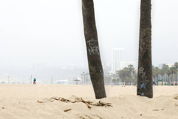 istock Office Blocks in background between palm trees Venice Beach California 160050100