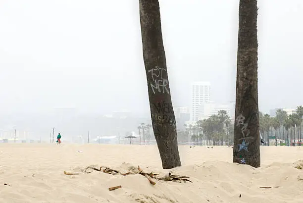 Office Blocks in background between palm trees Venice Beach California.  Mist in the air