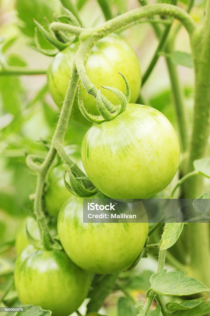 Tomate verde - Foto de stock de Agricultura libre de derechos