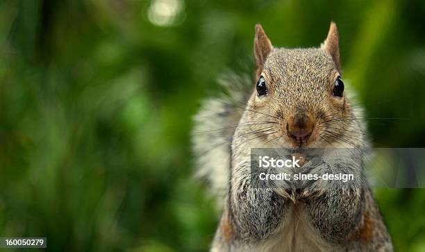 Hörnchen Stockfoto und mehr Bilder von Eichhörnchen - Gattung - Eichhörnchen - Gattung, Nuss, Essen - Mund benutzen