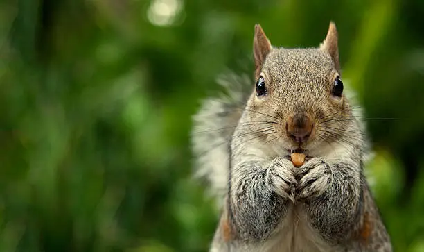 This picture was taken in a park. It shows a squirrel eating a peanut. The left part of the picture lets space for text end designs.