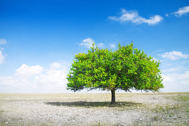 drought. mort field et de green tree - torrid photos et images de collection