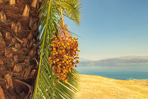 palm tree with fruit dates on the background of the dead sea