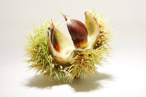 Chestnut stock photo