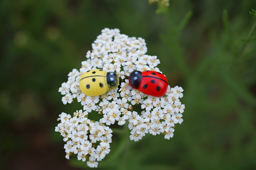 Two toy ladybugs on yarrow. Beautiful wildflowers.