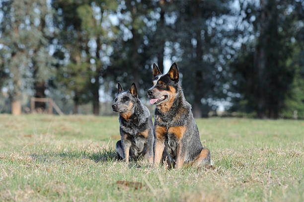 istock Australian Cattle Dogs 160050793
