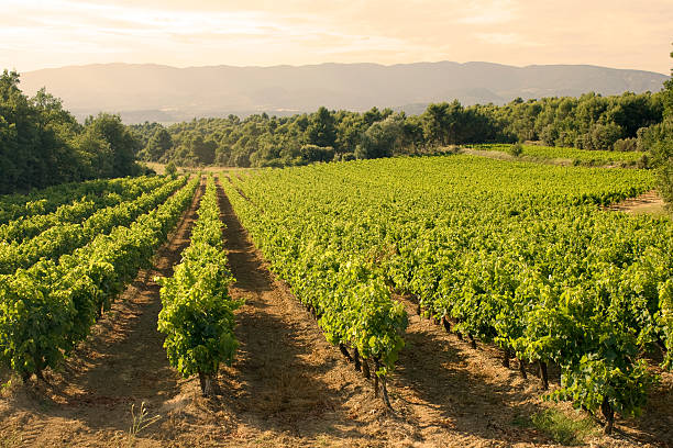 istock Vineyard in sunset. France 160050798