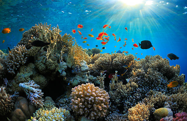 istock A vibrant shallow coral reef with fish surrounding it 160050974