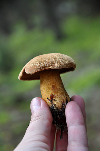 Bolete picking mushrooms suillus variegatus stock pictures, royalty-free photos & images