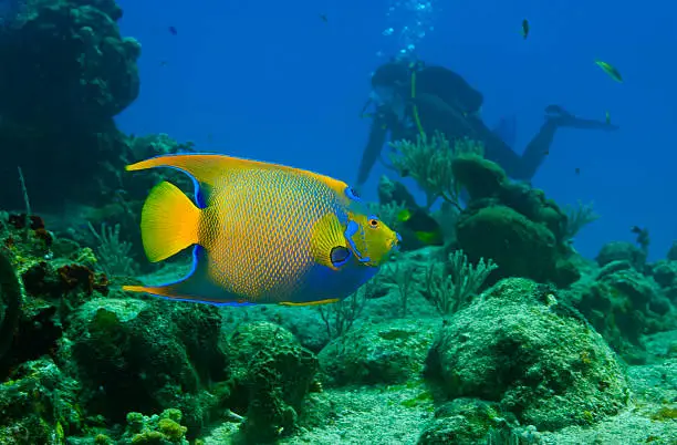 An underwater photo of Queen Angelfish taken on Cozumel, Mexico in 2011