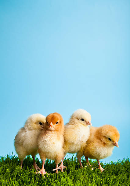 격리됨에 아기 치킨 청색 배경 - newborn animal grass cute animal 뉴스 사진 이미지