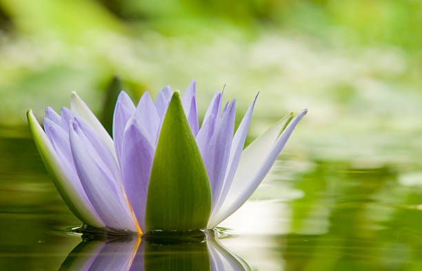 Level view of a water lily in a tranquil pond.