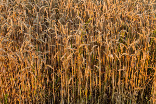 trigo maduro de invierno en el borde de un campo al atardecer - wheat winter wheat cereal plant spiked fotografías e imágenes de stock