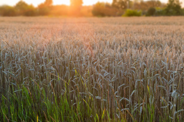 поле спелой пшеницы на закате с подсветкой - wheat winter wheat cereal plant spiked стоковые фото и изображения