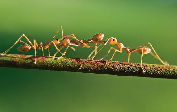 Fight of ants.
