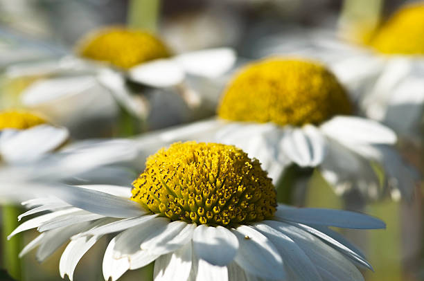 Daisies in summer stock photo