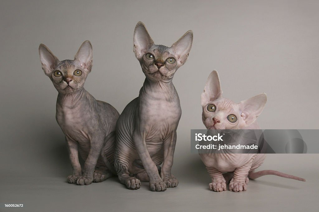 Cute sphinx kittens looking with interest Cute black and pink sphinx kittens looking with interest on gray background Sphynx Hairless Cat Stock Photo