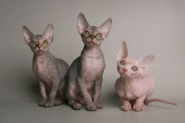 Cute sphinx kittens looking with interest Cute black and pink sphinx kittens looking with interest on gray background sphynx hairless cat stock pictures, royalty-free photos & images