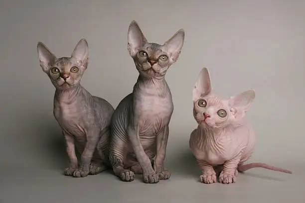 Cute black and pink sphinx kittens looking with interest on gray background
