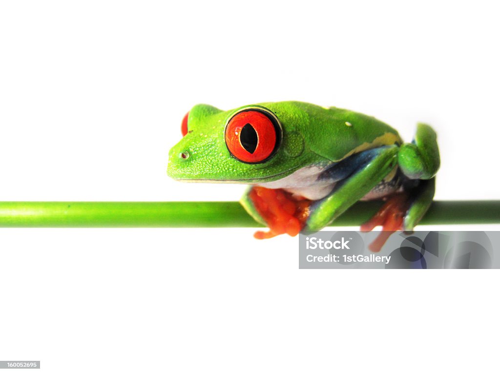 red-eyed tree frog, Agalychnis callidryas - Zbiór zdjęć royalty-free (Anura)