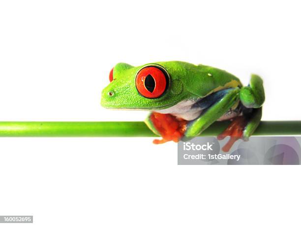 Redeyed Tree Frog Agalychnis Callidryas - zdjęcia stockowe i więcej obrazów Anura - Anura, Chwytnica kolorowa, Czerwony