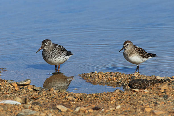 Purple (left) and Semipalmated Sandpipers on an Arctic marsh. stock photo