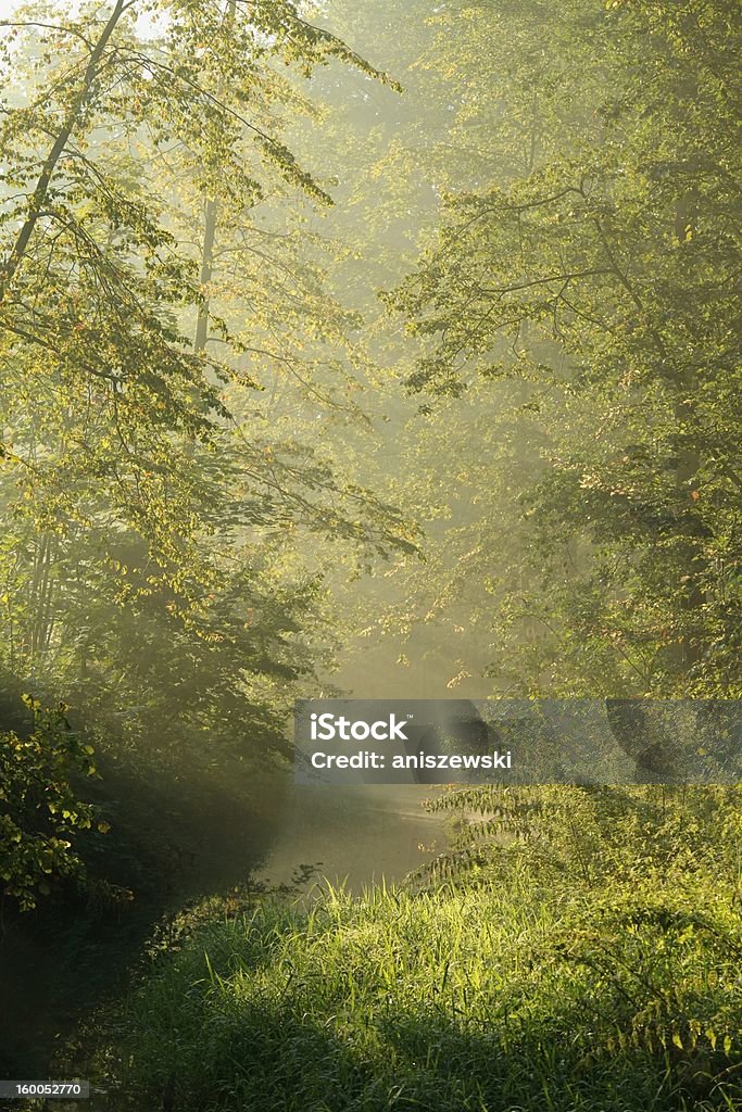 Wald stream im Morgengrauen - Lizenzfrei Abenddämmerung Stock-Foto