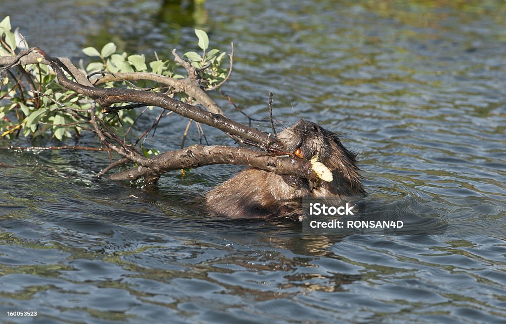 Castoro con vegetazione - Foto stock royalty-free di Alaska - Stato USA