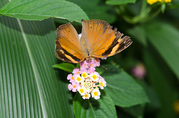 Butterfly stock photo