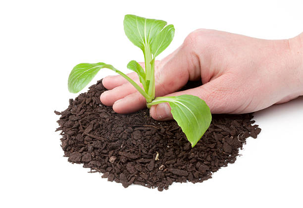 Hand Planting Bok Choi Seedling stock photo