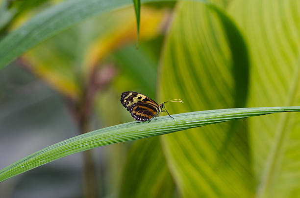 Butterfly Resting on a leaf stock photo