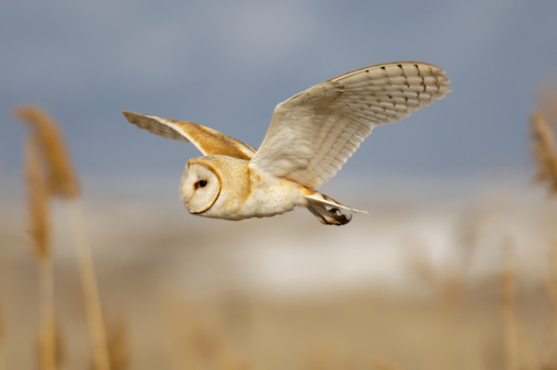 Normally nocturnal, this barn owl is hunting in the daytime because of cold temperatures in the marsh around the Great Salt Lake, in Utah.