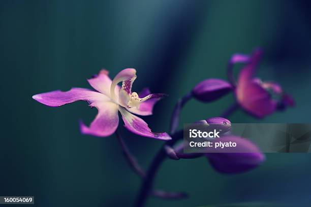 Closeup Of Pink Flower In Autumn Stock Photo - Download Image Now - Beauty In Nature, Blue, Close To