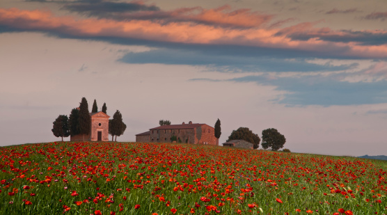 Field of poppies in Val d'Orcia, Tuscany, Italy, near Capella di Vitaleta, chapel, flanked by cypress trees and a farmhouse or villa. The red poppies are in full flower and some long clouds in the sky reflect the colors of the sunset. Composite, horizontal color image with copy space.