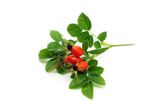 istock Rosa canina  fruits 160054181