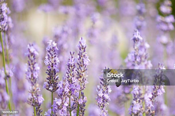 Photo libre de droit de Lavande Et De Grandes Abeille Menuisière banque d'images et plus d'images libres de droit de Abeille - Abeille, Abeille menuisière, Couleur noire