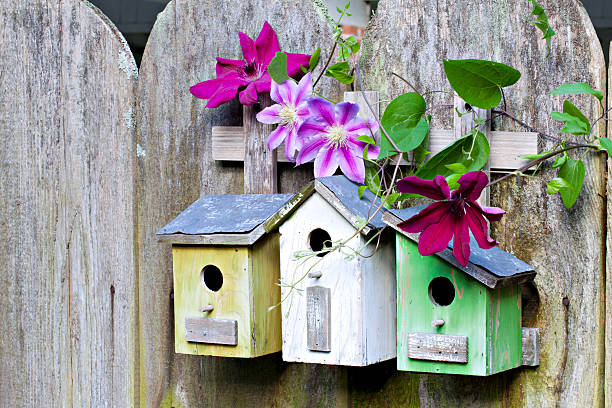 Three cute little birdhouses on rustic wooden fence with pink and purple Clematis plants growing on them