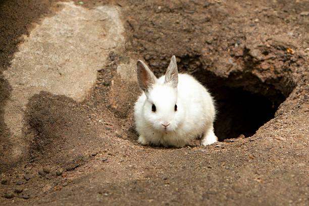 Cute White Rabbit leaving burrow stock photo