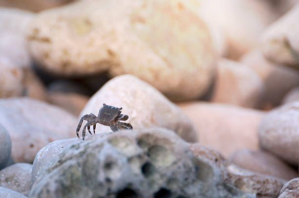 little crab big rocks stock photo