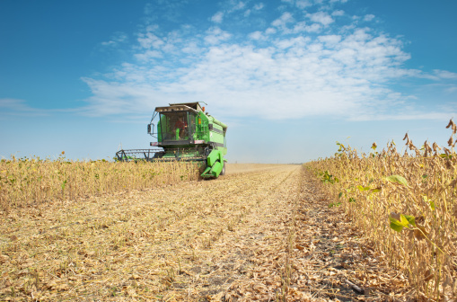 A farmer combines a field of soybeans