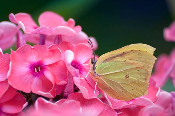 pink bloom - yellow butterfly stock photo