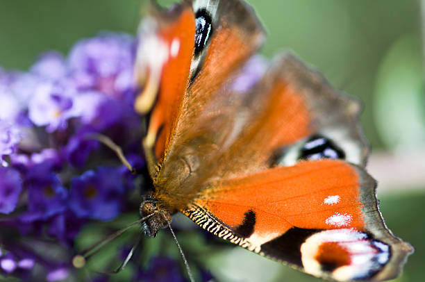 Peacock butterfly on a Buddliea stock photo