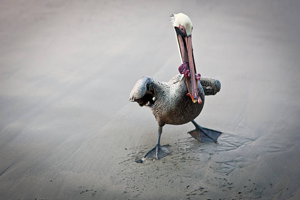 istock Pelican Bird eating his catch 160055040