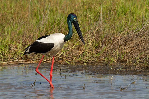 istock Black-necked stork or 