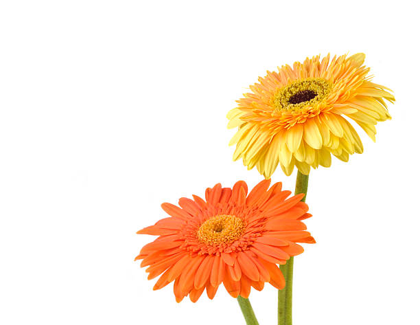 istock Orange and yellow  daisy-gerbera 160055368