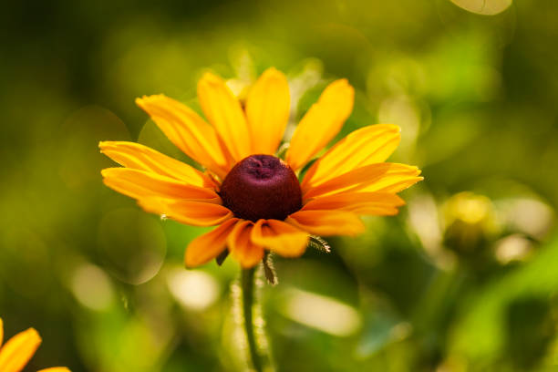 A selective focus shot of blooming Common sneezeweeds