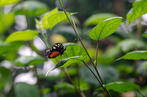 Brightly coloured butterfly stock photo